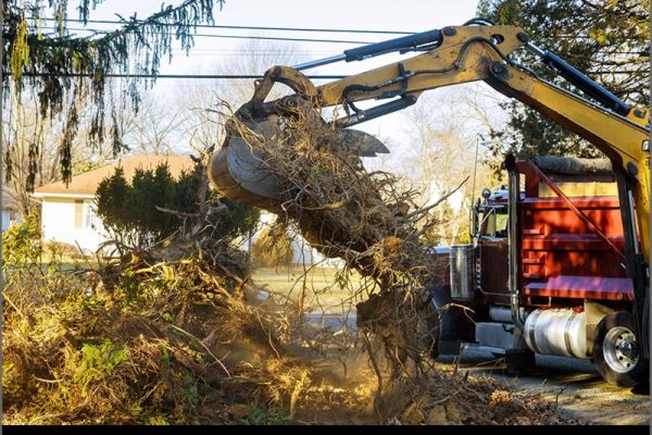Tree Cutting and Stump Grinding Done Right in Cedar Park